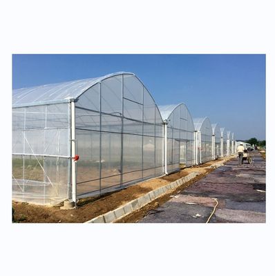 Shine Tech Greenhouse Turnkey Solution для гидропоники сельскохозяйственных томатов