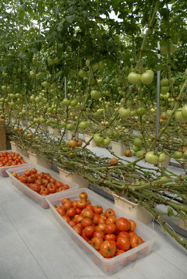 Shine Tech Greenhouse Turnkey Solution для гидропоники сельскохозяйственных томатов