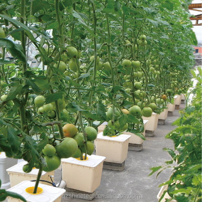 Shine Tech Greenhouse Turnkey Solution для гидропоники сельскохозяйственных томатов