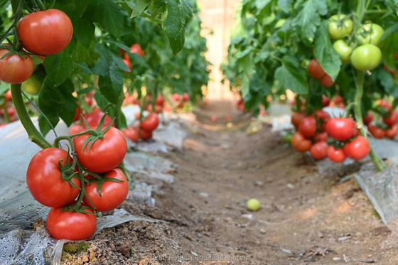 Shine Tech Greenhouse Turnkey Solution для гидропоники сельскохозяйственных томатов